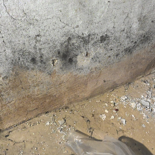 Mold Removal Services in Bellevue